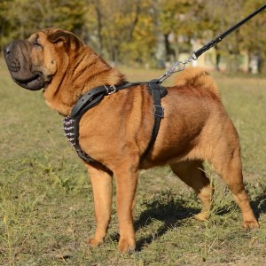 Шлейка с шипами для шарпея
